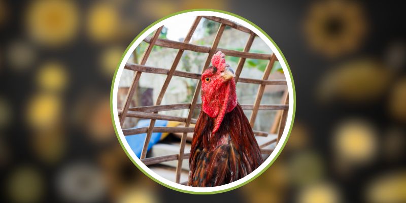 SV388 - Trải Nghiệm Đá Gà Trực Tuyến Đỉnh Cao 2025 2 SV388 - Trải Nghiệm Đá Gà Trực Tuyến Đỉnh Cao 2025